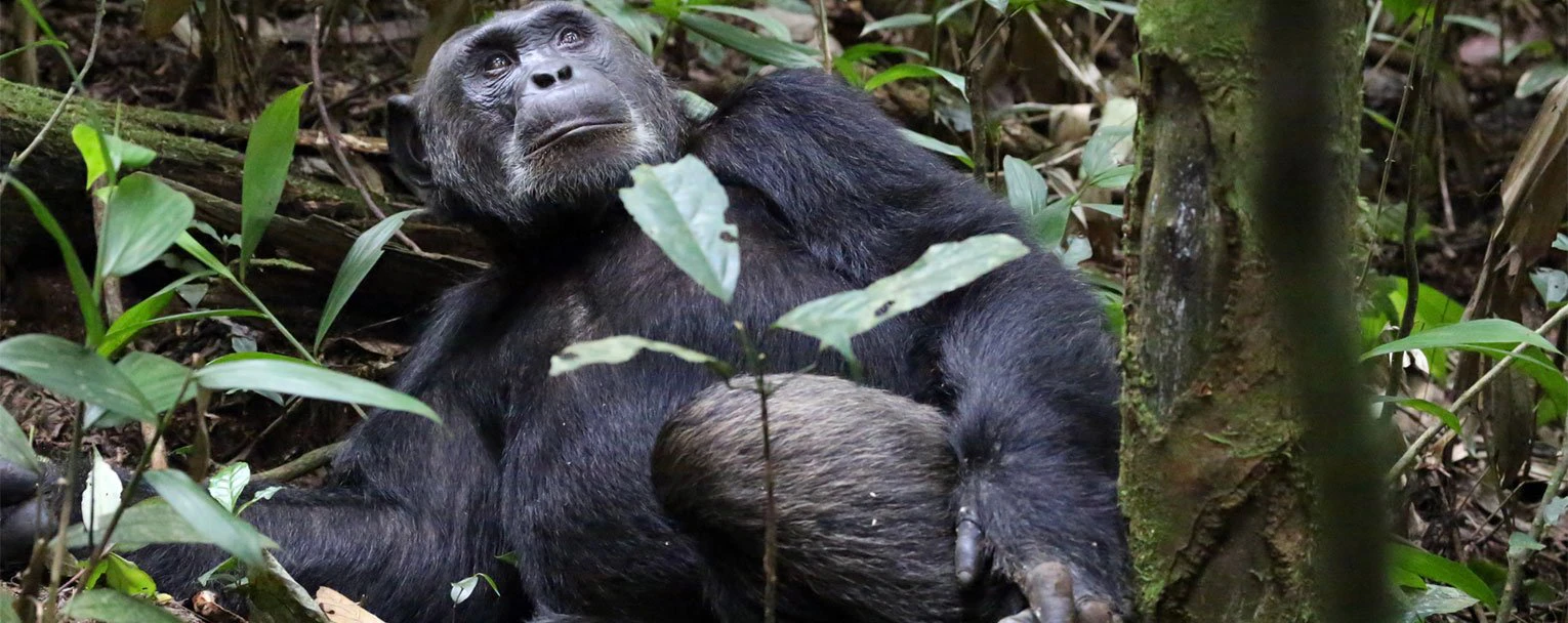 QENP-elephant-plains-lodge-experience-image-chimpanzee-trekking-rectangle