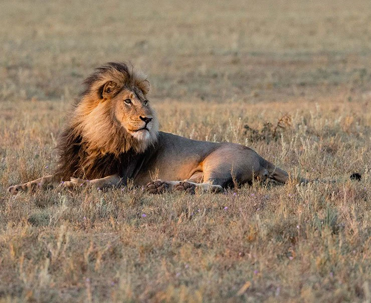 makgadikgadi-jacks-camp-experience-big-cats-image-square