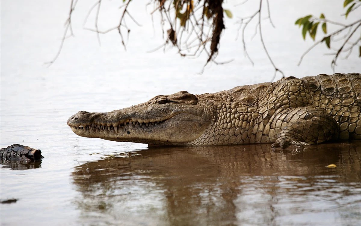 Nile crocodile resting at the water’s edge in the Serengeti, a formidable predator during the Wildebeest Migration river crossings. Nile crocodile resting at the water’s edge in the Serengeti, a formidable predator during the Wildebeest Migration river crossings.