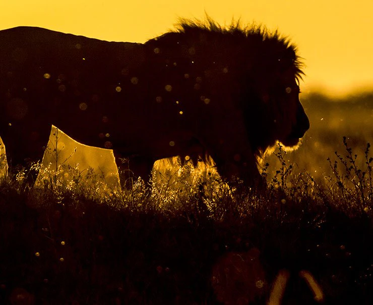 okavango-delta-expereince-image-night-drives-square