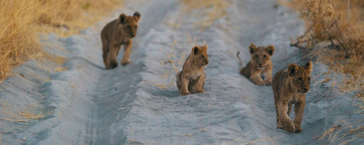 moremi-experience-sanctuary-chiefs-camp-image-big-cats-rectangle
