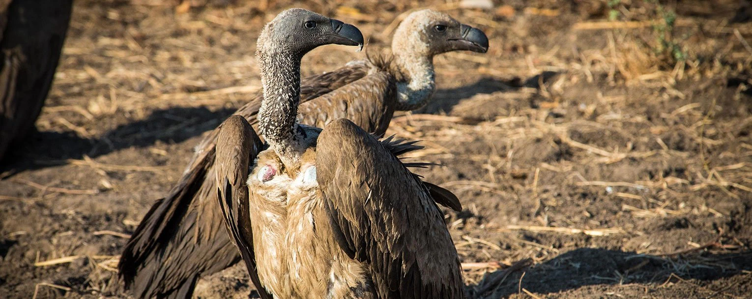 kalahari-dinaka-safari-lodge-experience-birdwatching-image-rectangle