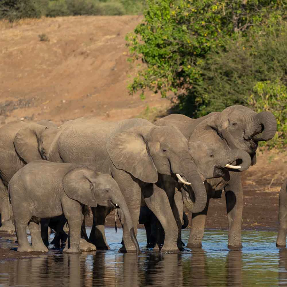 Mashatu Game Reserve. Botswana