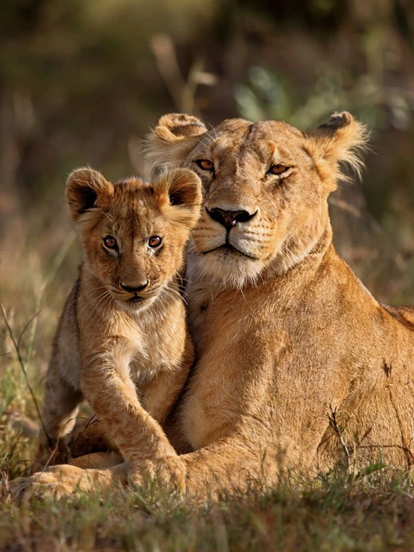 Lioness cuddling with her cub in the African savannah, a heartwarming moment from a luxury safari wildlife experience.