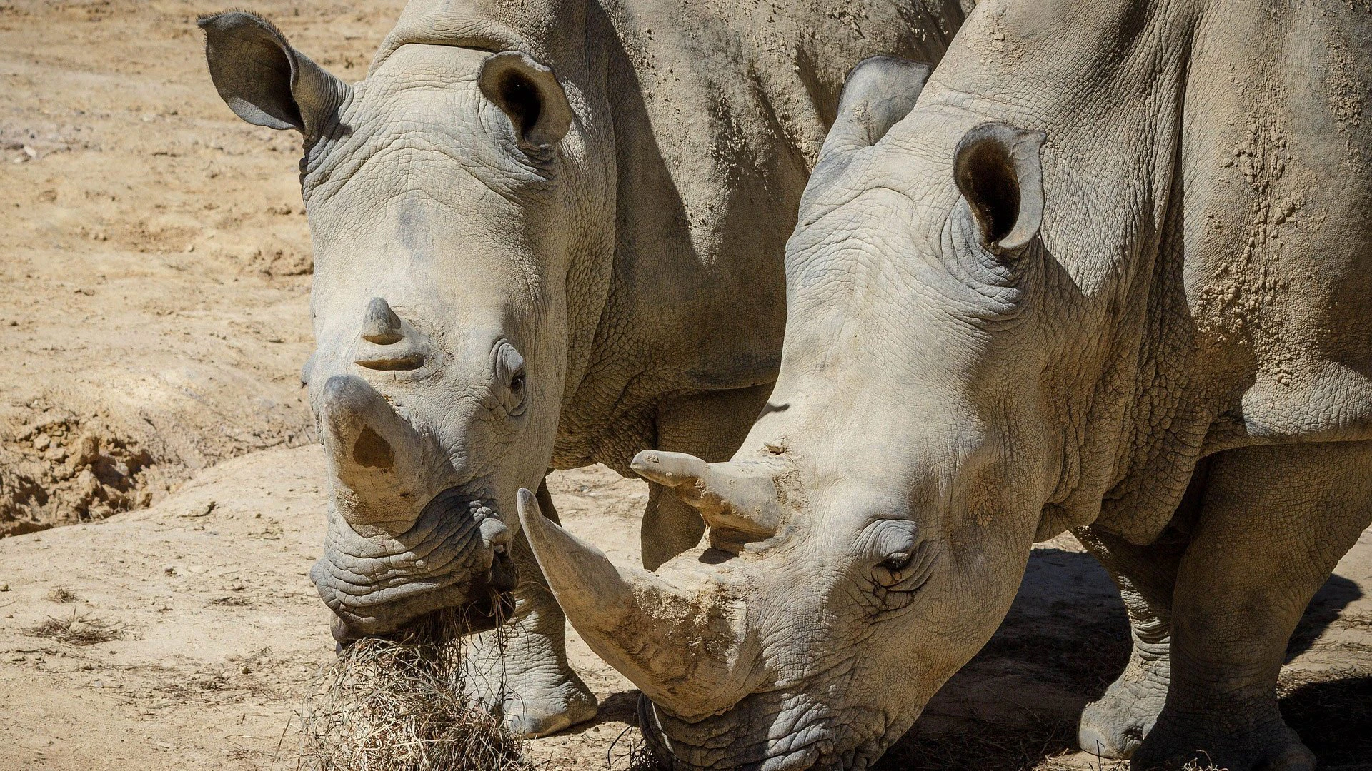 Two white rhinos grazing on dry grass in the African bush, a powerful and endangered species on every Big 5 bucket list safari.