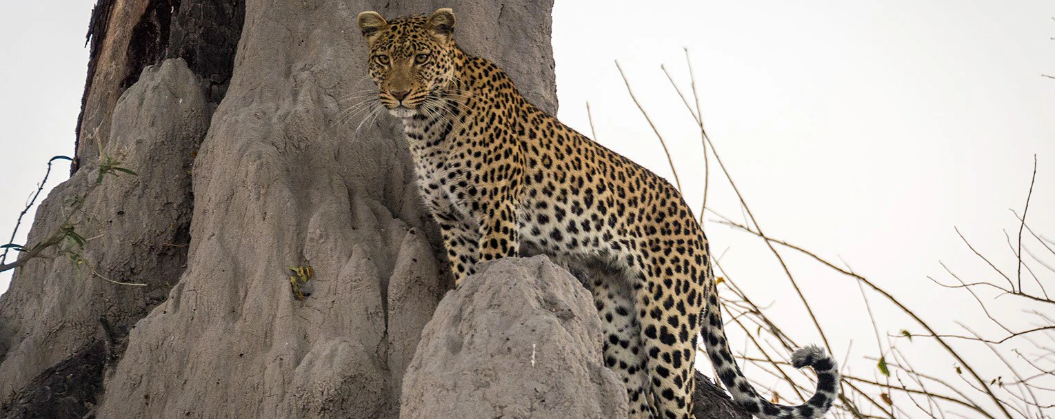 linyanti-savuti-camp-experience-big-cats-rectangle