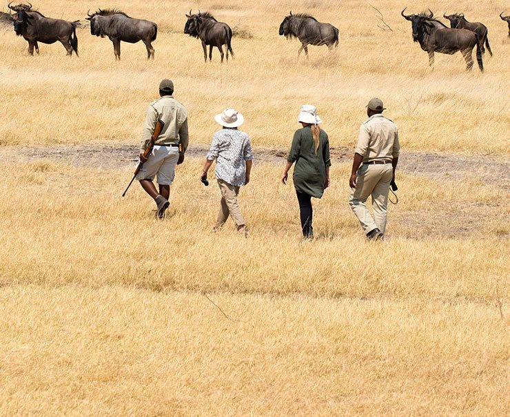 okavango-sandibe-okavango-lodge-experience-walking-safari-square
