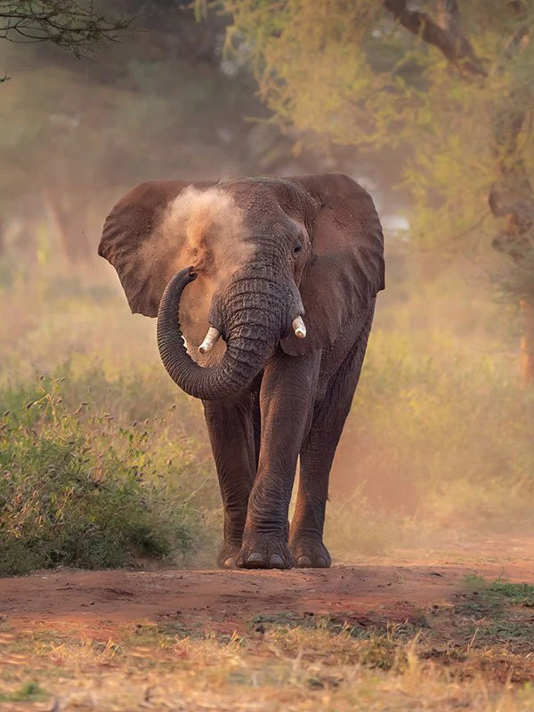 African elephant walking along a dusty trail in the bush, an unforgettable sight on any Big 5 bucket list safari.