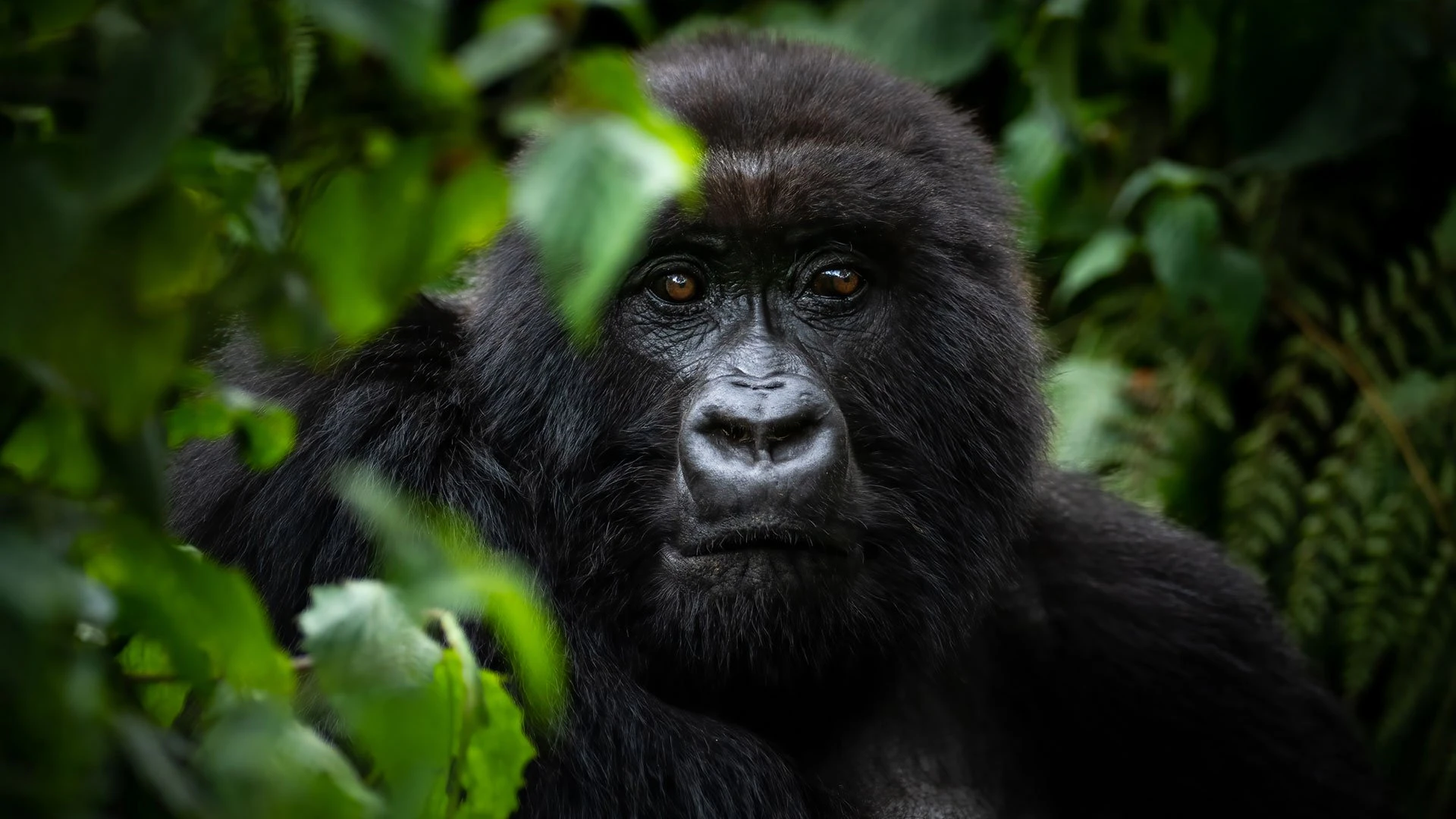 Close-up of a mountain gorilla in its natural rainforest habitat, captured during a gorilla trekking experience in Uganda or Rwanda.