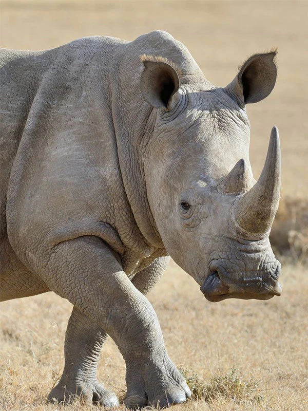Close-up of a white rhino in the African savannah, a must-see species on any Big 5 bucket list safari adventure.