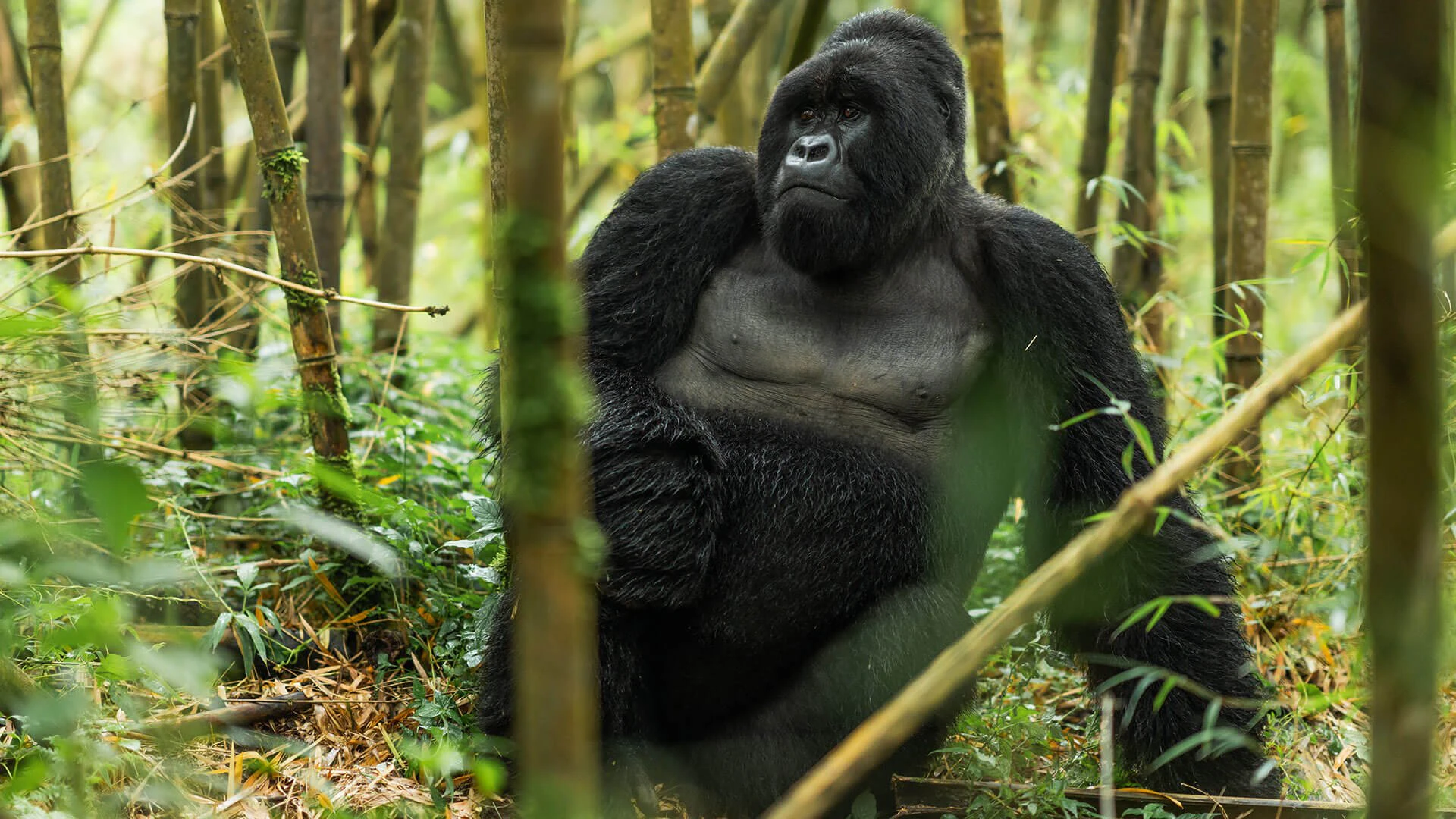 gorilla-trekking-landing-page-hero-image-option-2