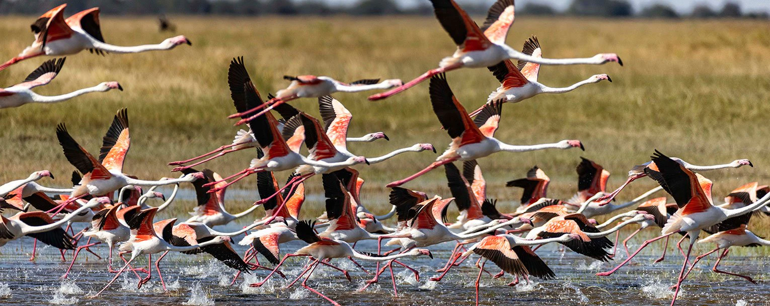 makgadikgadi-jacks-camp-experience-birdwatching-image-rectangle