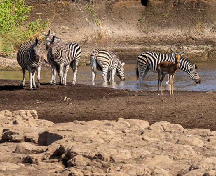 mashatu-tuli-safari-lodge-experience-walking-safari-image-square