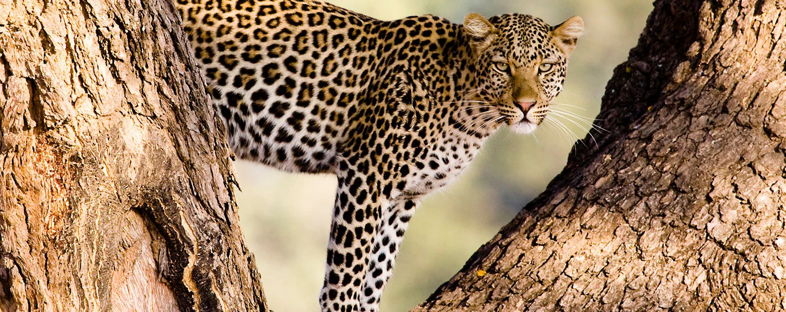 okavango-Sandibe-Okavango-Lodge-experience-big-cats-rectangle