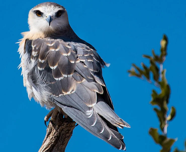 kalahari-tau-pan-camp-experience-birdwatching-image-square