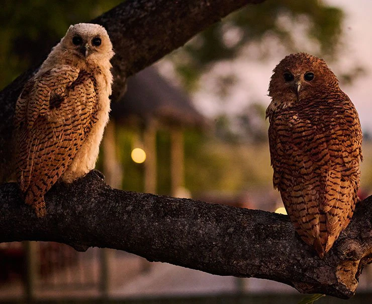 okavango-experience-birdwatching-square