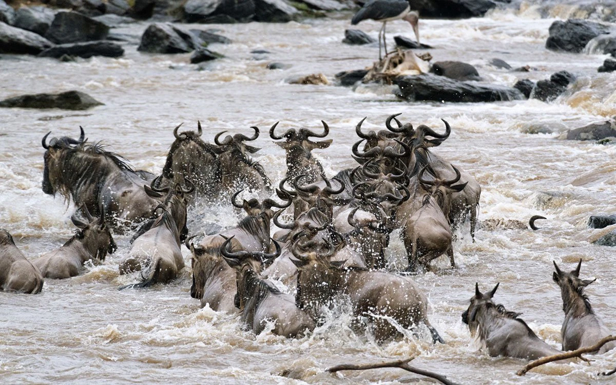 Herd of wildebeest crossing a fast-flowing river during the Great Wildebeest Migration, one of the most dramatic safari spectacles in Africa. Herd of wildebeest crossing a fast-flowing river during the Great Wildebeest Migration, one of the most dramatic safari spectacles in Africa.