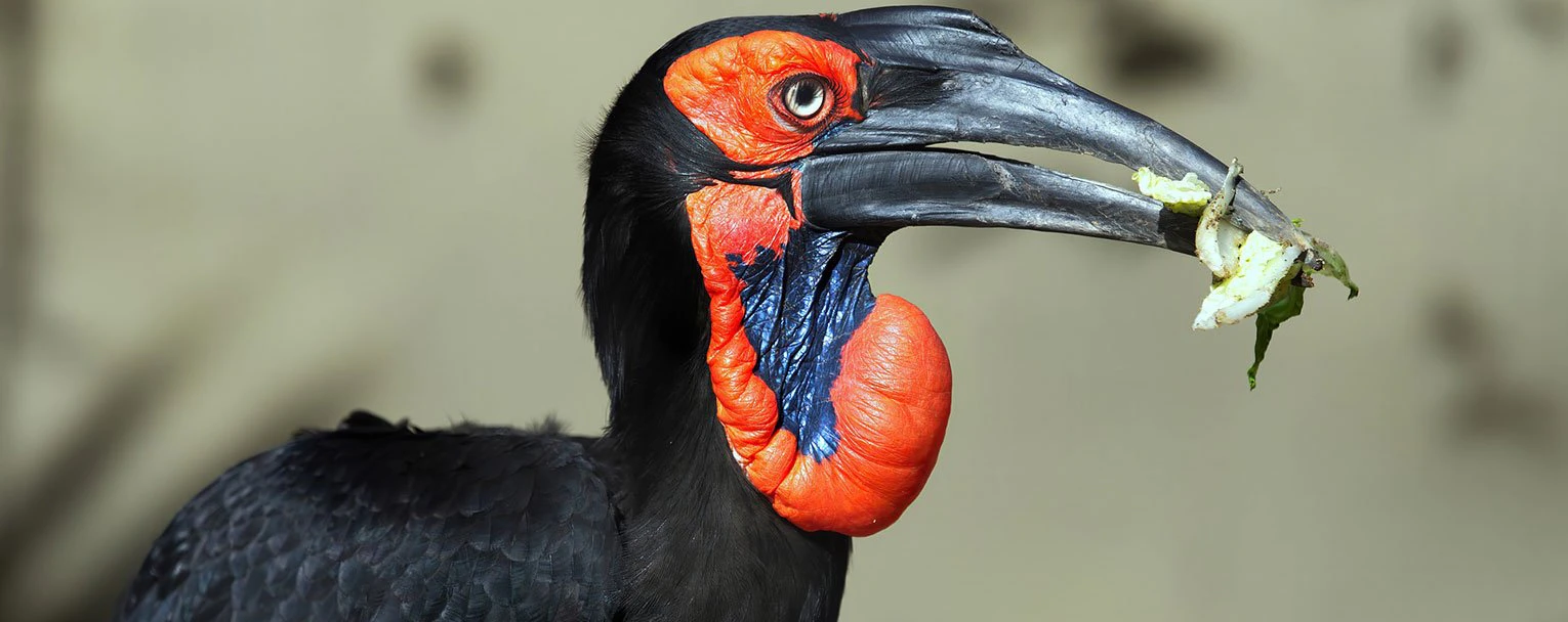 chobe-bakwena-experience-birdwatching-rectangle