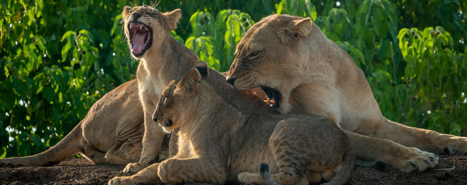 mashatu-tuli-safari-lodge-experience-big-cats-image-rectangle