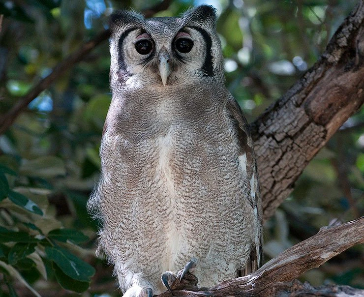 linyanti-savuti-camp-experience-birdwatching-square
