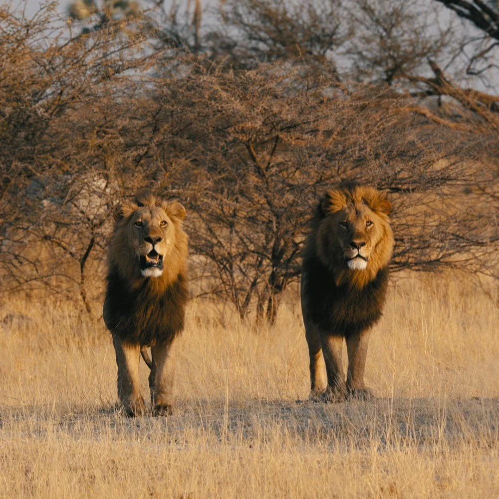 moremi-ttd-predator-paradise