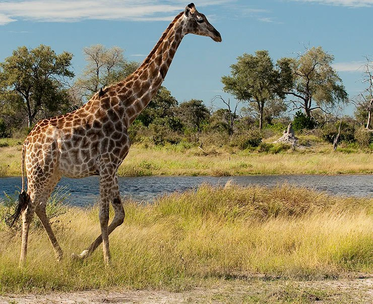 linyanti-savuti-camp-experience-wildlife-conservation-square