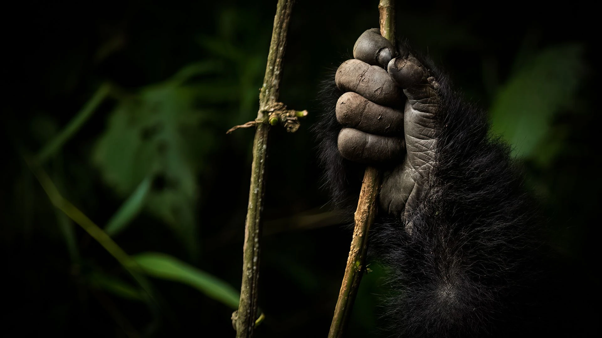 Close-up of a gorilla’s hand gripping a tree branch in the rainforest, captured during a gorilla trekking adventure in Uganda or Rwanda. Close-up of a gorilla’s hand gripping a tree branch in the rainforest, captured during a gorilla trekking adventure in Uganda or Rwanda.