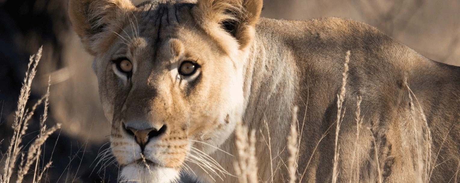 chobe-bakwena-experience-big-cats-rectangle (1)
