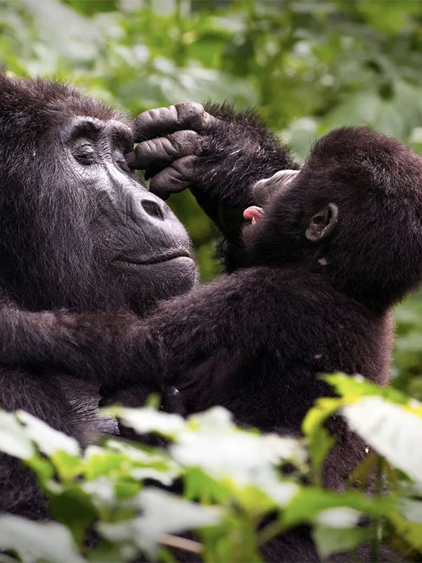 Mother gorilla bonding with her playful baby in the dense rainforest of Uganda, captured during a luxury gorilla trekking experience.