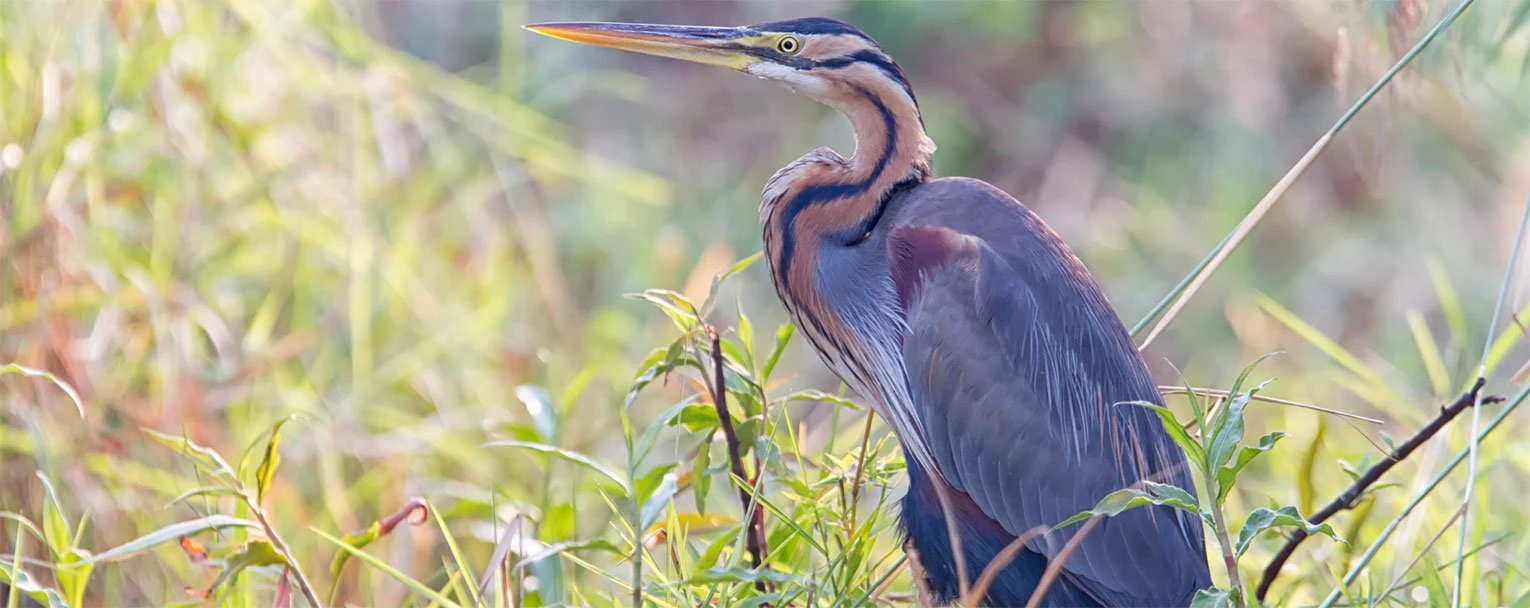 moremi-experience-camp-xakanxa-image-birdwatching-rectangle