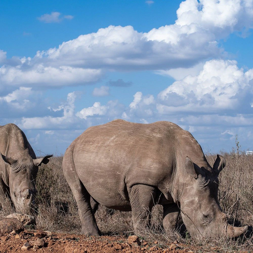moremi-ttd-rhino-revival