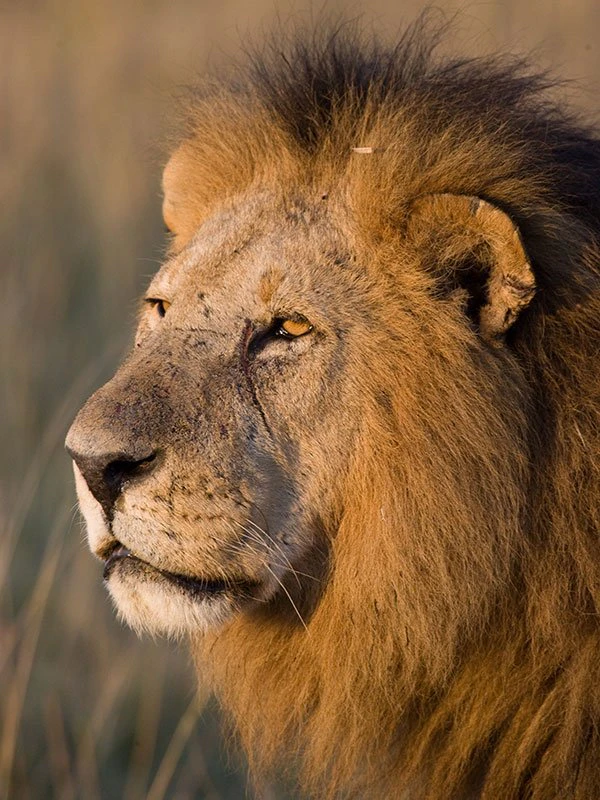 Close-up portrait of a majestic male lion in the African savannah, captured during a luxury safari wildlife experience.