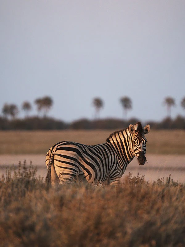 Lone zebra standing in the open plains of the African savannah at dusk, captured during a classic safari experience.