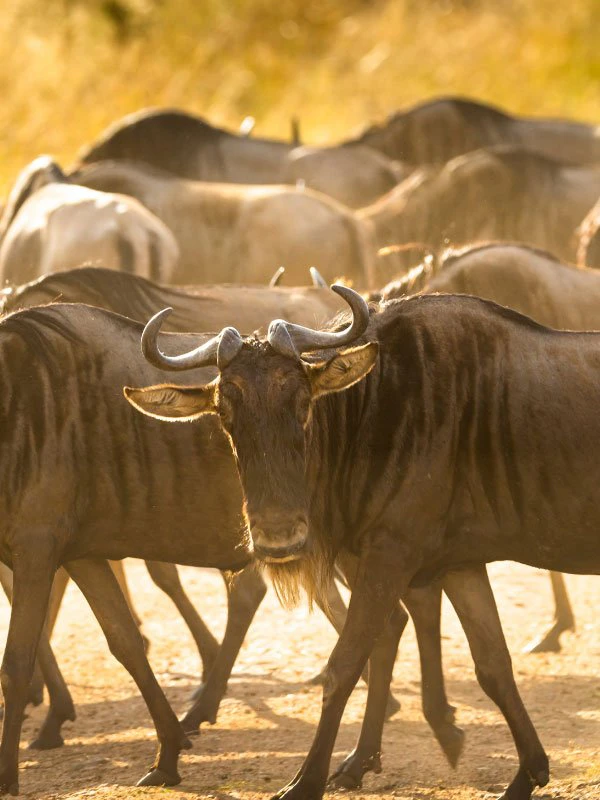 Herd of wildebeest roaming the open plains of Kenya during the Great Migration, a signature African safari experience.