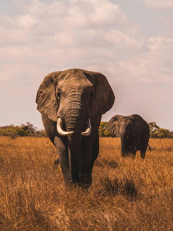 Two African elephants walking through golden savannah grasslands, an iconic sight on a luxury safari experience.