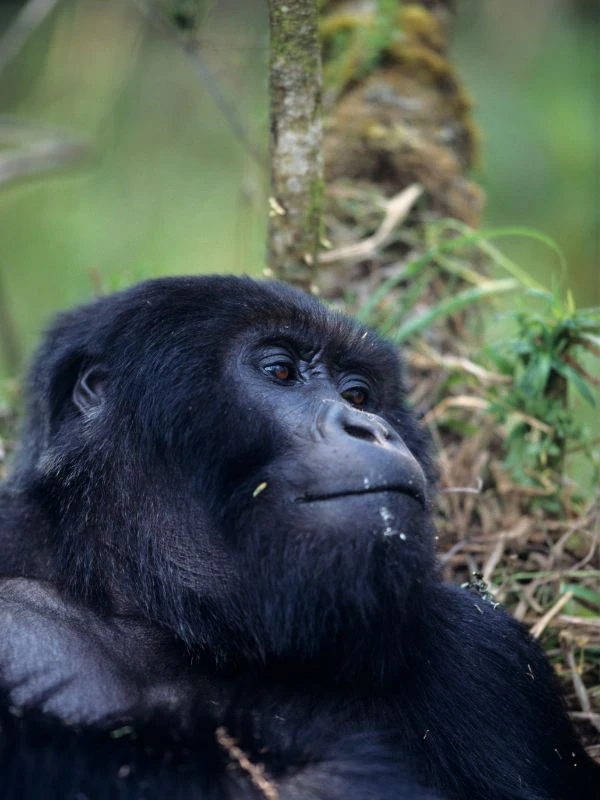Close-up of a mountain gorilla resting in the lush forests of Rwanda, a highlight of exclusive gorilla trekking safari experiences.