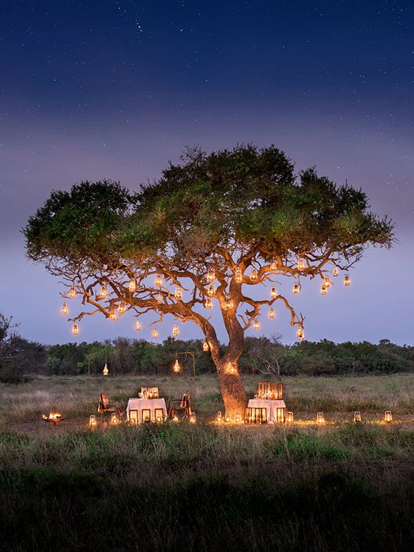 Romantic bush dinner setup under a lantern-lit tree in the African wilderness, with starlit sky above — perfect for luxury honeymoon safaris.