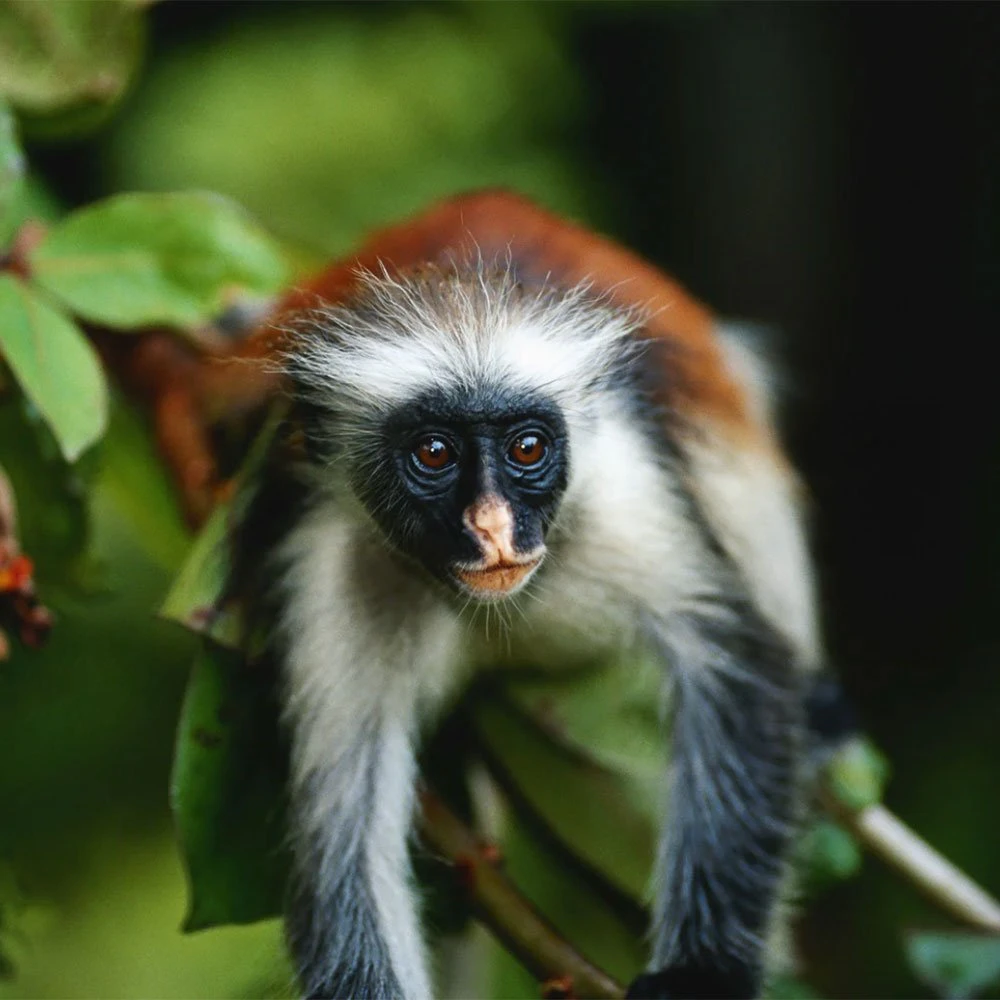 zanzibar-ttd-its-a-jungle