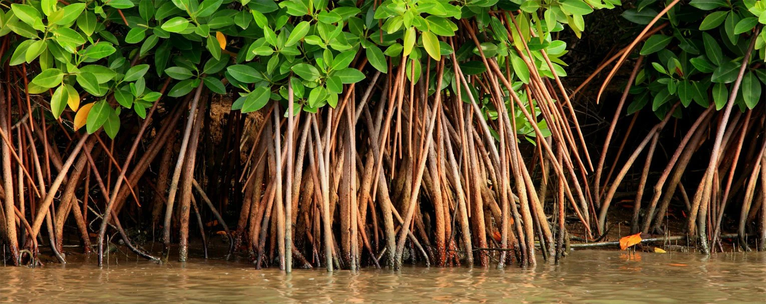 diani-experiences-mangrove-tours-rectangle